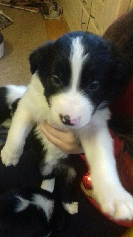 border collie for sale gumtree